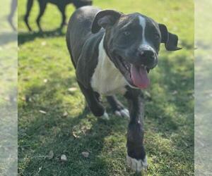 Staffordshire Bull Terrier-Unknown Mix Dogs for adoption in Texas City, TX, USA