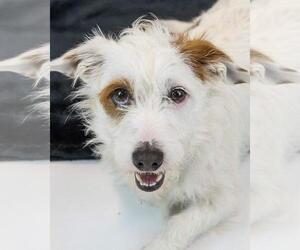 Dachshund-Jack Russell Terrier Mix Dogs for adoption in Kennesaw, GA, USA