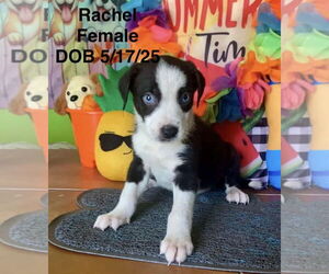 Chihuahua-Unknown Mix Dogs for adoption in Virginia Beach, VA, USA