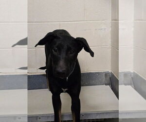 German Shepherd Dog-Unknown Mix Dogs for adoption in Glen Allen, VA, USA