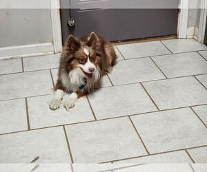 Australian Shepherd Dogs for adoption in New Orleans, LA, USA