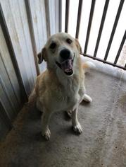 Golden Labrador Dogs for adoption in Bauxite, AR, USA