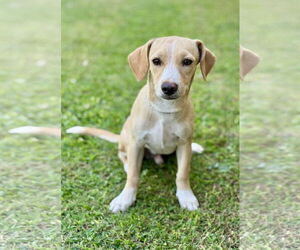 Beagle-Unknown Mix Dogs for adoption in PIPE CREEK, TX, USA