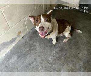 Mutt Dogs for adoption in Ocala, FL, USA