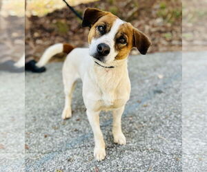 Mutt Dogs for adoption in Clarkesville, GA, USA