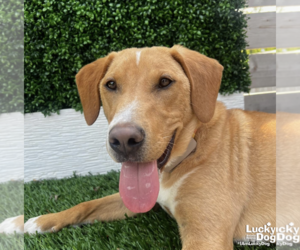 Labbe Dogs for adoption in Washington, DC, USA