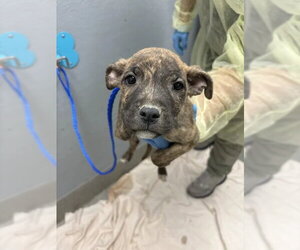 Labrador Retriever-Unknown Mix Dogs for adoption in Las Vegas, NV, USA