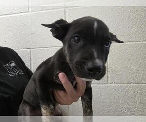 Australian Cattle Dog-Unknown Mix Dogs for adoption in Jackson, CA, USA