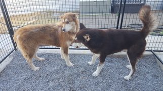 Alaskan Malamute Dogs for adoption in Edmond, OK, USA