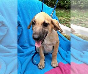 Labrador Retriever-Unknown Mix Dogs for adoption in Missouri City, TX, USA
