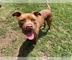 American Pit Bull Terrier Dogs for adoption in Plano, TX, USA