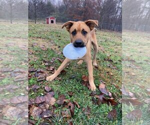 Shepradors Dogs for adoption in Rutledge, TN, USA