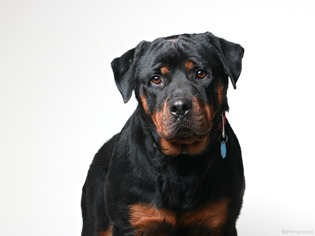 Medium Photo #1 Rottweiler Puppy For Sale in Eden Prairie, MN, USA