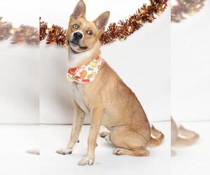 Medium Photo #1 Siberian Husky-Unknown Mix Puppy For Sale in Burbank, CA, USA