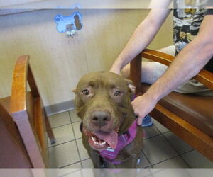 American Pit Bull Terrier Dogs for adoption in Ocala, FL, USA