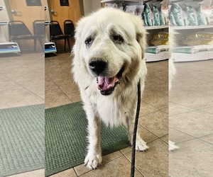 Great Pyrenees Dogs for adoption in Hamilton, MT, USA