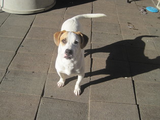 Labrador Retriever Dogs for adoption in San Diego, CA, USA