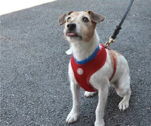 Jack Russell Terrier-Unknown Mix Dogs for adoption in Westwood, NJ, USA