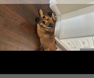 German Shepherd Dog-Unknown Mix Dogs for adoption in Tracy, CA, USA