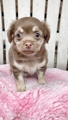 Medium Photo #1 Dachshund Puppy For Sale in Weston, FL, USA