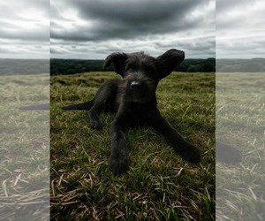 German Wirehaired Pointer-Unknown Mix Dogs for adoption in Anchorage, AK, USA