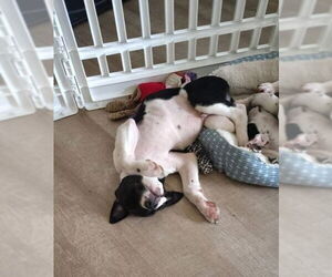 American Pit Bull Terrier-Unknown Mix Dogs for adoption in New London, WI, USA