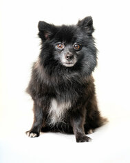 Pomeranian Dogs for adoption in St. Louis Park, MN, USA