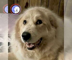 Great Pyrenees Dogs for adoption in Spring, TX, USA