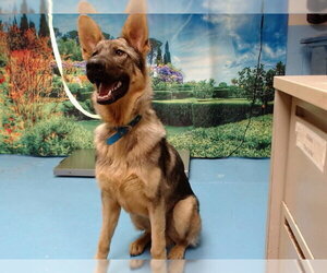 German Shepherd Dog-Unknown Mix Dogs for adoption in Moreno Valley, CA, USA