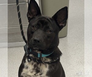 Mutt Dogs for adoption in Washington, DC, USA