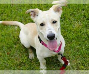Basset Hound-Labrador Retriever Mix Dogs for adoption in Tallahassee, FL, USA