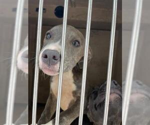 American Pit Bull Terrier-Unknown Mix Dogs for adoption in Oklahoma City, OK, USA