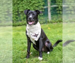 Labrador Retriever-Unknown Mix Dogs for adoption in Brewster, MA, USA