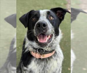 Texas Heeler-Unknown Mix Dogs for adoption in Woodland, CA, USA