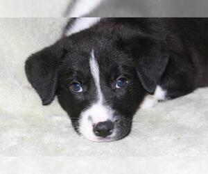 Border-Aussie Dogs for adoption in Attalka, AL, USA