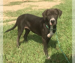 Black Mouth Cur-Labrador Retriever Mix Dogs for adoption in Slidell, LA, USA