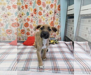 Australian Shepherd-Unknown Mix Dogs for adoption in Chico, CA, USA