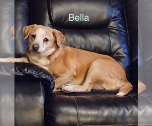 Beagle-Unknown Mix Dogs for adoption in Parker Ford, PA, USA