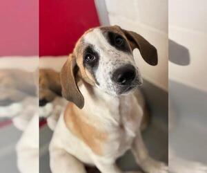 Great Pyrenees-Unknown Mix Dogs for adoption in Visalia, CA, USA