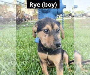 Mutt Dogs for adoption in Oak Bluffs, MA, USA