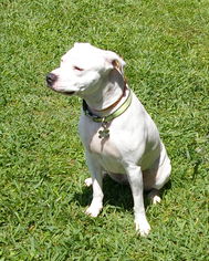 American Bulldog-Labrador Retriever Mix Dogs for adoption in Fletcher, NC, USA