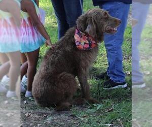 Labradoodle Dogs for adoption in Fort Worth, TX, USA