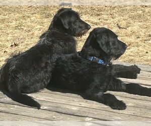 German Wirehaired Pointer-Schnauzer (Giant) Mix Dogs for adoption in St. Louis Park, MN, USA