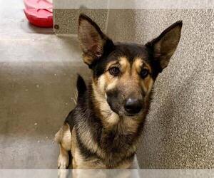 German Shepherd Dog-Unknown Mix Dogs for adoption in Santa Rosa, CA, USA