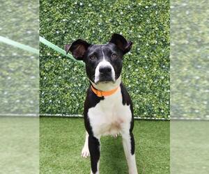 American Bulldog-Unknown Mix Dogs for adoption in Naples, FL, USA