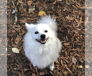 American Eskimo Dog Dogs for adoption in Pikesville, MD, USA