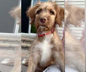American Pit Bull Terrier-Australian Shepherd Mix Dogs for adoption in GILBERTS, IL, USA