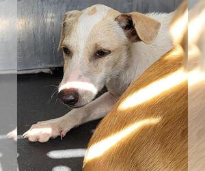 Mutt Dogs for adoption in San Antonio, TX, USA