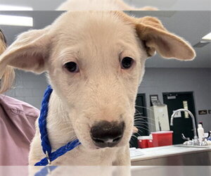 Labrador Retriever-Unknown Mix Dogs for adoption in Riverside, CA, USA
