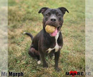 American Pit Bull Terrier Dogs for adoption in Maryville, TN, USA